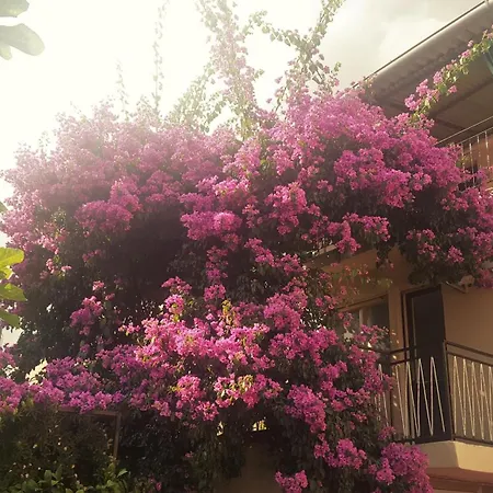 Nevenka 아파트 메덜린